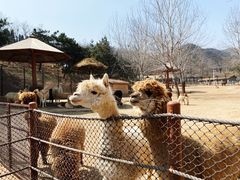 -大连森林动物园