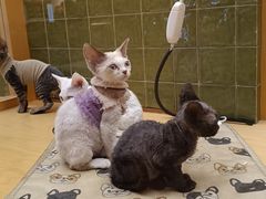 -帕帕拉兹宠物(亚洲旗舰店)