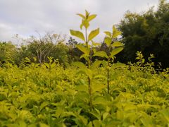 -深圳国际园林花卉博览园