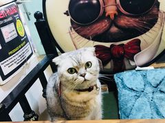 -李小姐の猫咖啡馆(五角场店)
