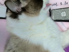 -瑞派康怡24h宠物医院·犬猫医疗中心·微创绝育(瑞景分院)