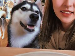 -Husky Go! 哈士奇体验馆·宠物咖啡厅狗咖