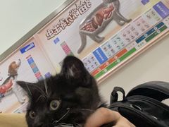 -佳雯宠物医院·皮肤科·内外科(春晓路分院)