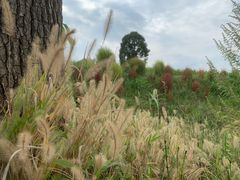 -杭州湾海上花田景区
