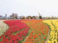 -荷兰花海