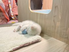 -屋虎猫馆(宝安大仟里店)