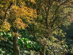 -广州市石门国家森林公园