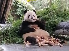 -都江堰中华大熊猫苑