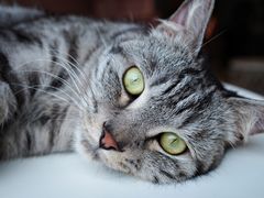 -猫儿山۰猫主题餐厅