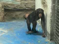 -合肥野生动物园