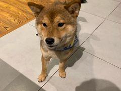 -柴务处·柴犬主题狗咖