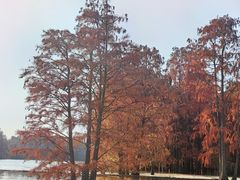 -池杉湖湿地公园