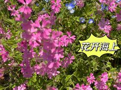 -花开海上生态园