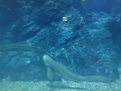 -暹罗海洋世界