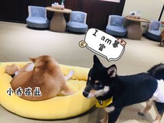 -逗柴咖啡屋·狗咖猫咖宠物桌游