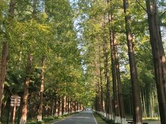 -黄海国家森林公园