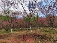-福清灵石山国家森林公园