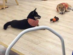 -豆柴町-柴犬主题狗咖(红鼎国际C座店)