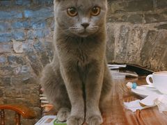 -猫色咖啡·猫咖