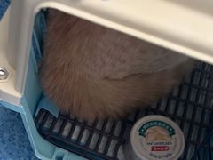 -爱牧宠物医院·猫专科·骨科·内窥镜(甪直店)