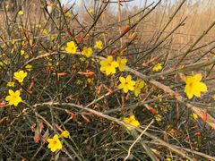 -大兴滨河森林公园