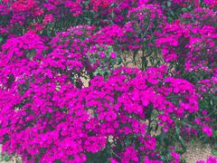 -松山湖梦幻百花洲