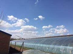 -甜心庄园·甜心草莓采摘园(西青中北店)