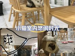 -楼上猫咖(罗湖店)