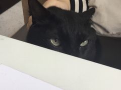 -喵园·猫主题咖啡厅·撸猫·猫咖(国贸店)