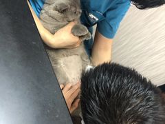 -安安宠医宠物医院·异宠·犬猫内科(岳阳分院)