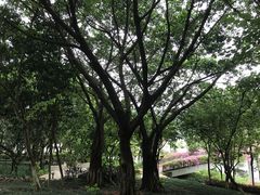 -玉树公园