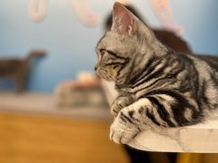 -喵宠乐园·撸猫互动·猫舍