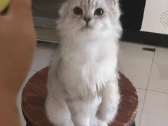 -平行世界·猫咖(首经贸店)