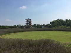 -杭州湾海上花田景区