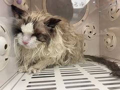 -FAELING PETS美天灵宠物(富力广场店)