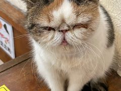 -猫小院猫主题餐厅(南锣旗舰店)