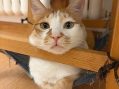 -佑安动物医院·全科·内窥镜中心(幸福巷店)