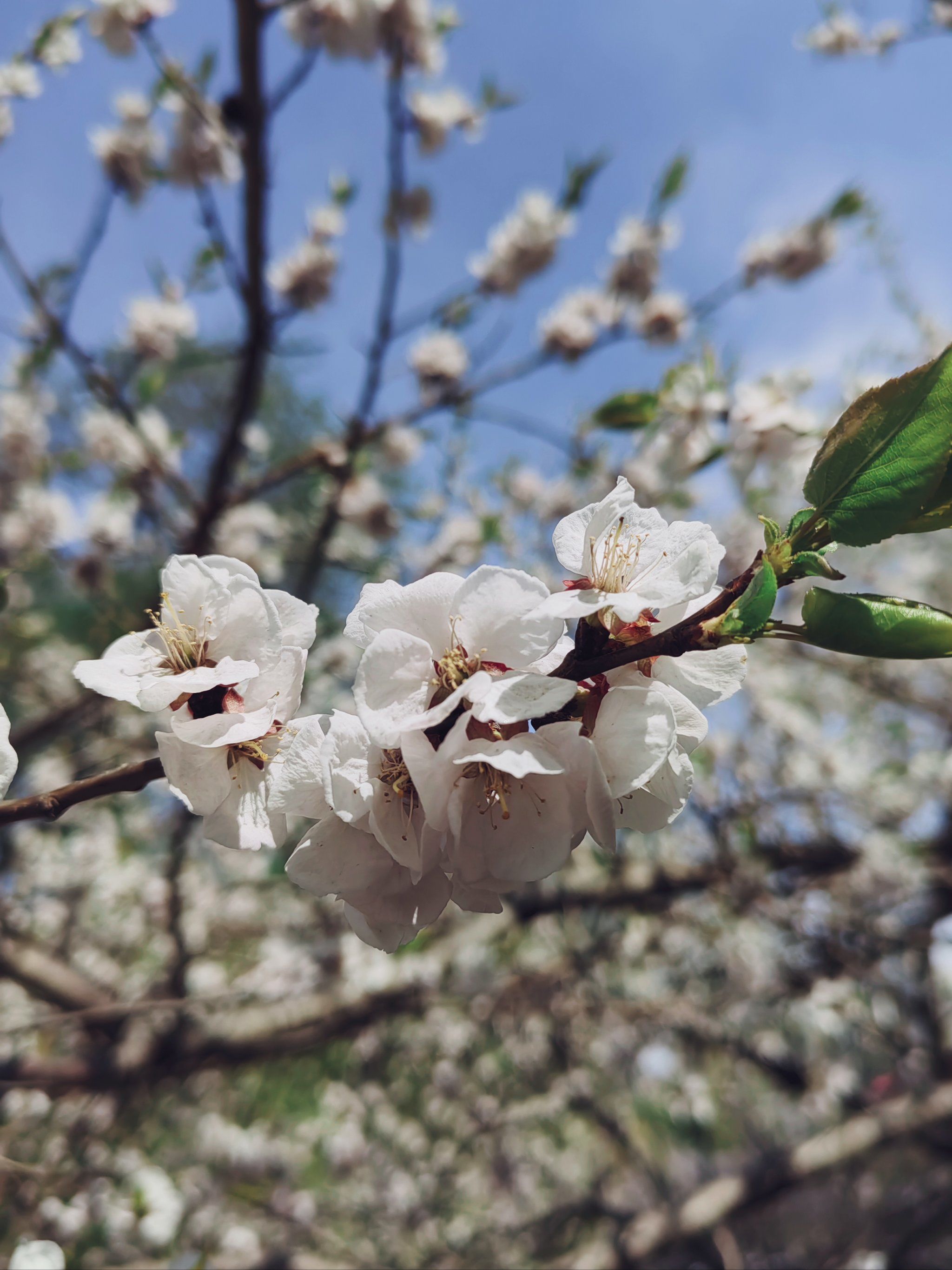 三种不同颜色的杏花🌸