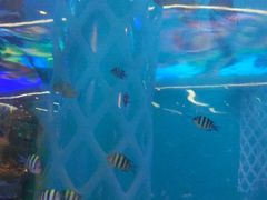 -瑞德姆美人鱼海底演艺主题餐厅(亚龙湾店)