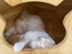 -藏猫猫咖啡主题馆(中央大道店)