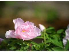 -仙合盛东北铁锅炖(总店)
