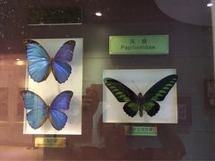 -上海昆虫博物馆