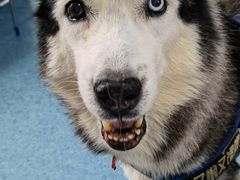 -北京赛佳动物医院