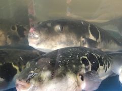 -天正河鲀·河豚亭(大连店)