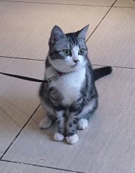 -长沙纹身·龙堂刺青·三土师傅的店