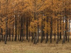 -塞罕坝国家级自然保护区