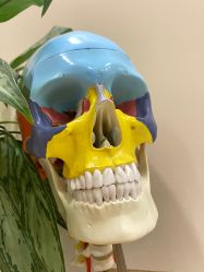 -颜和骨正·明哲式骨相美学整骨