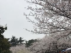 -武汉大学-樱园