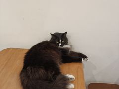 -有猫主题·治愈系猫咖(曾厝垵店)