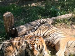 -大连森林动物园